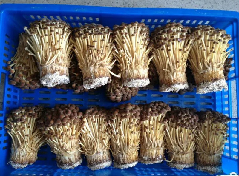 Detan Export  Cultivated Fresh Enoki Mushroom