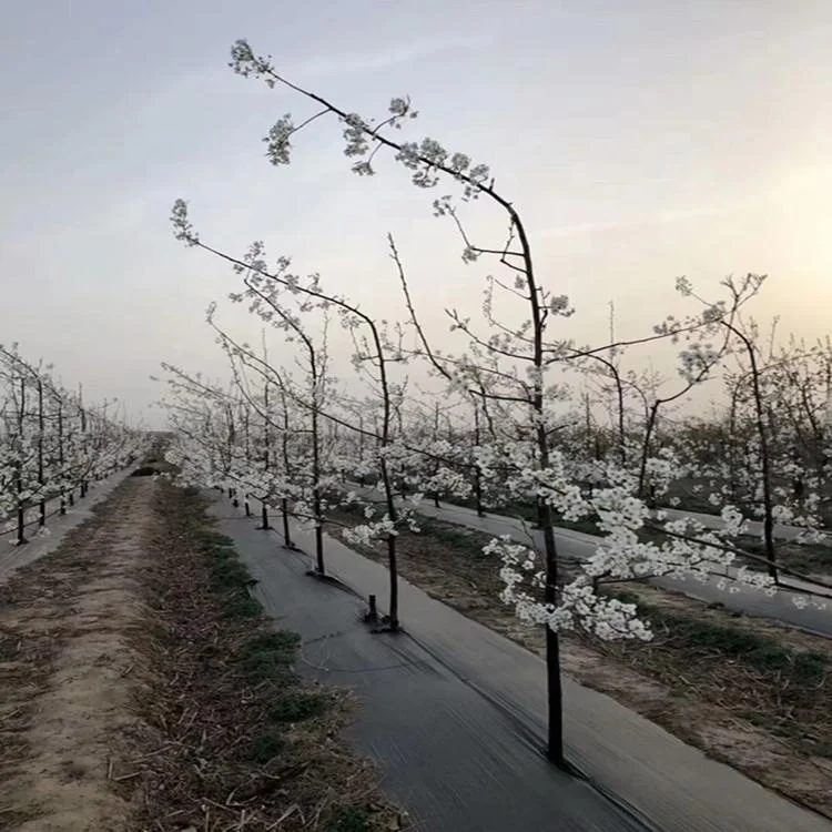 Ground Cover Pp Woven Silt Fence Fabric Geotextile For Sale