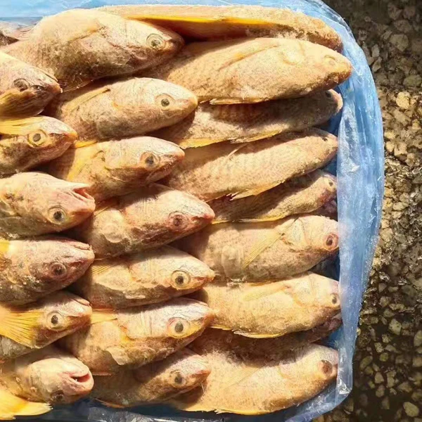Оптовая продажа морепродуктов замороженная свежая Желтая рыба Croaker