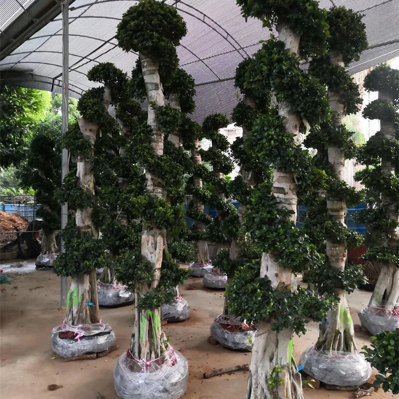 
Outdoor Ornamental Cyclinder Ficus Tree Aerial Roots Bonsai For Sale 