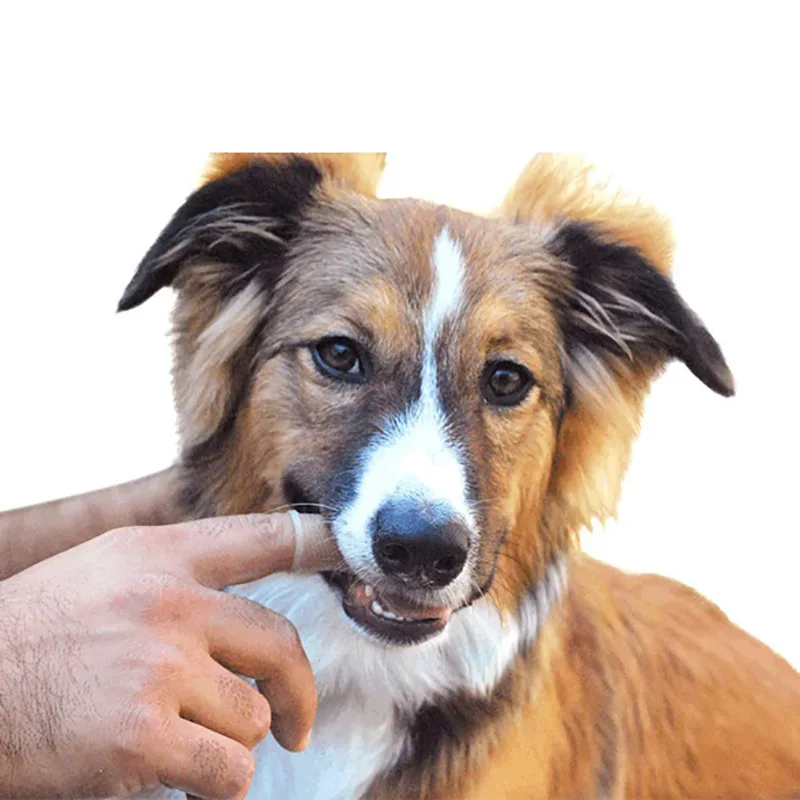 Pet Grooming Products Wholesale Dental Care Softer  Pet Dog Cleaning Brushing Finger Toothbrush for Dogs