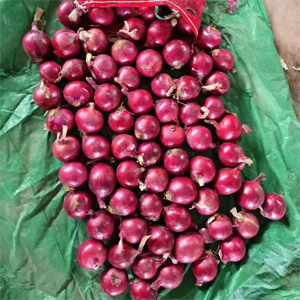 New Crop Fresh Vegetables Hot Selling Good Quality  Red Onion to Export