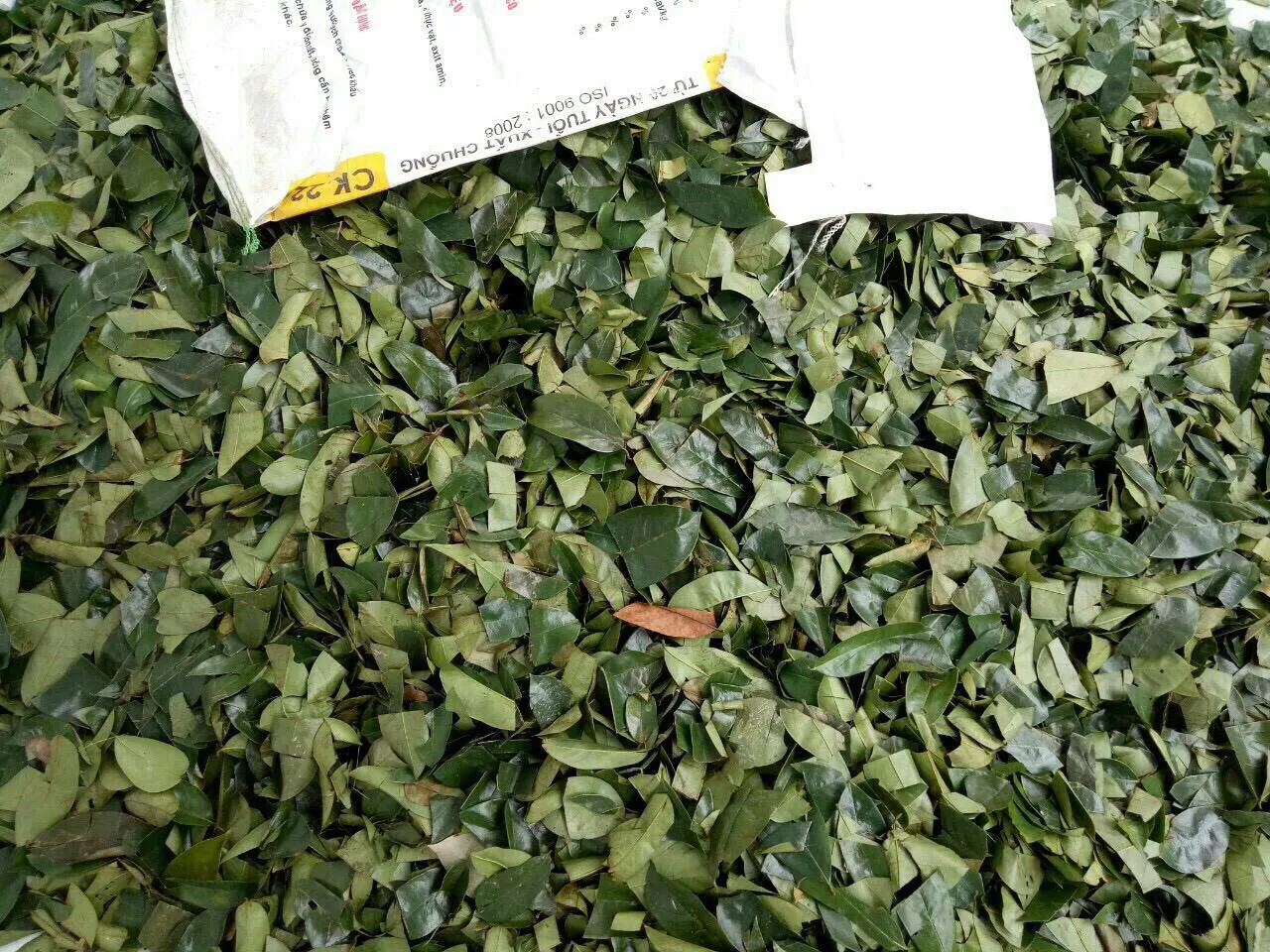 
Cancer treatment dried Graviola leaf Origin Viet Nam /Whatsapp: +84 90 335 4981 