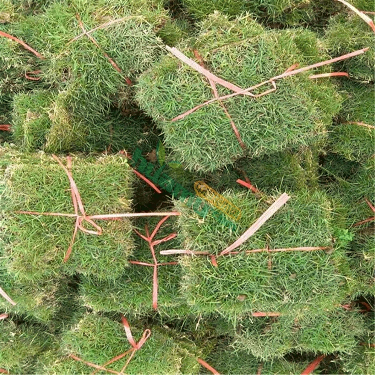  Китайские семена травы Zoysia лужайки japonica Steud для