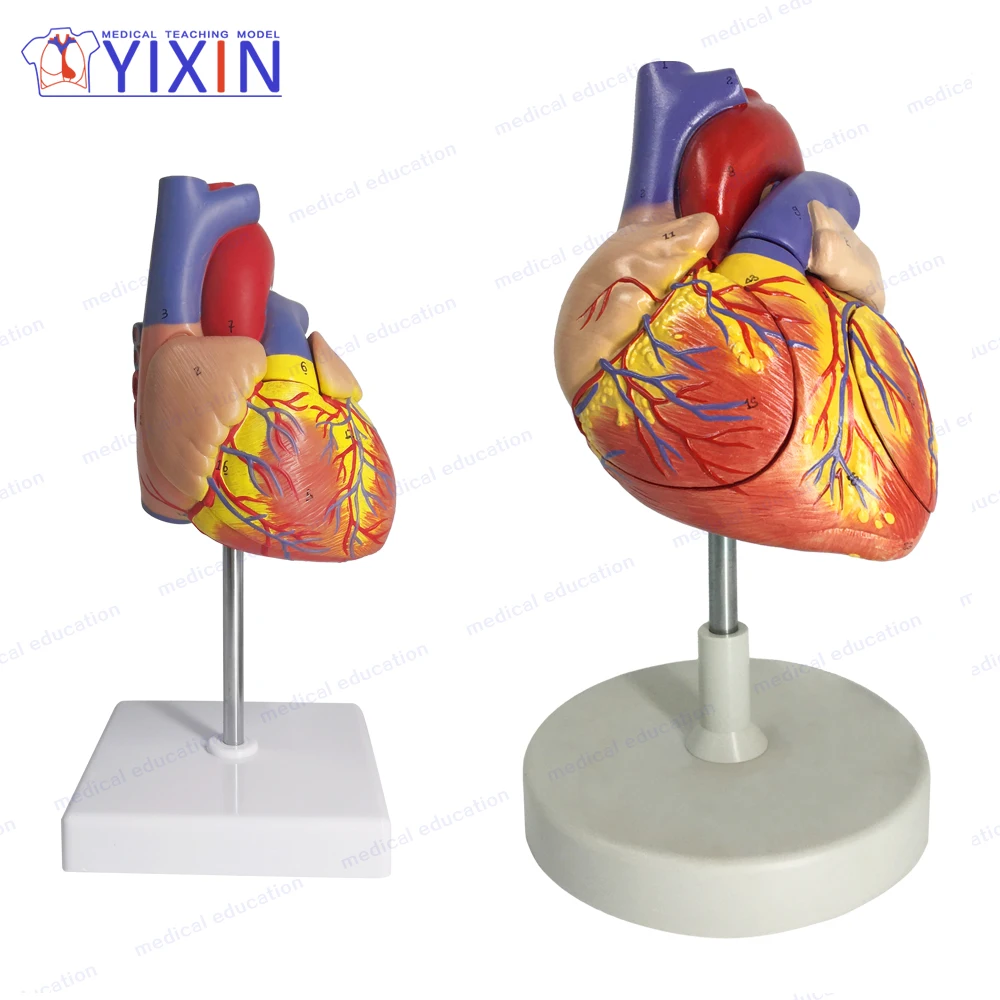YIXIN/Life Size Cheaper Medical Human Teaching Model Of Heart Anatomical Model