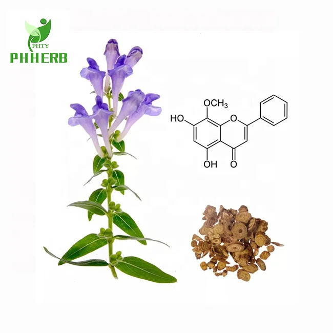 Top quality super root extract Baical skullcap root extract powder for health