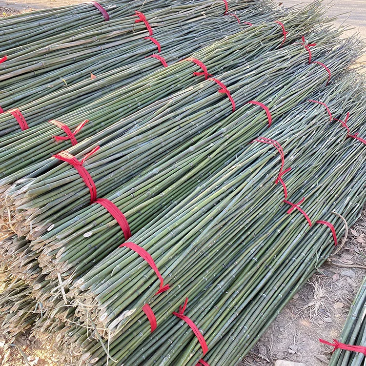Indoor Decoration House Ceiling Partition Outdoor Fishing Pure Natural Planting Plants Bamboo Pole Price Raw Materials