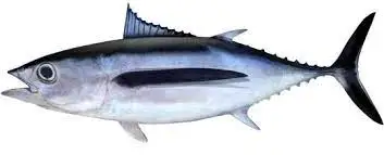 Wholesale Price High Quality Seafood Products Frozen Whole Round Albacore Tuna For Canned