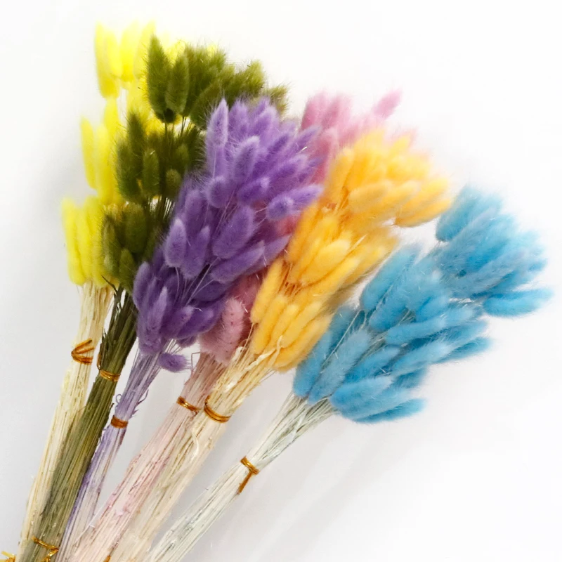 GH-053 white pink hare tail grass lagurus ovatus rabbitail herb naturel pampas grass bunny tails dried flowers grass decor