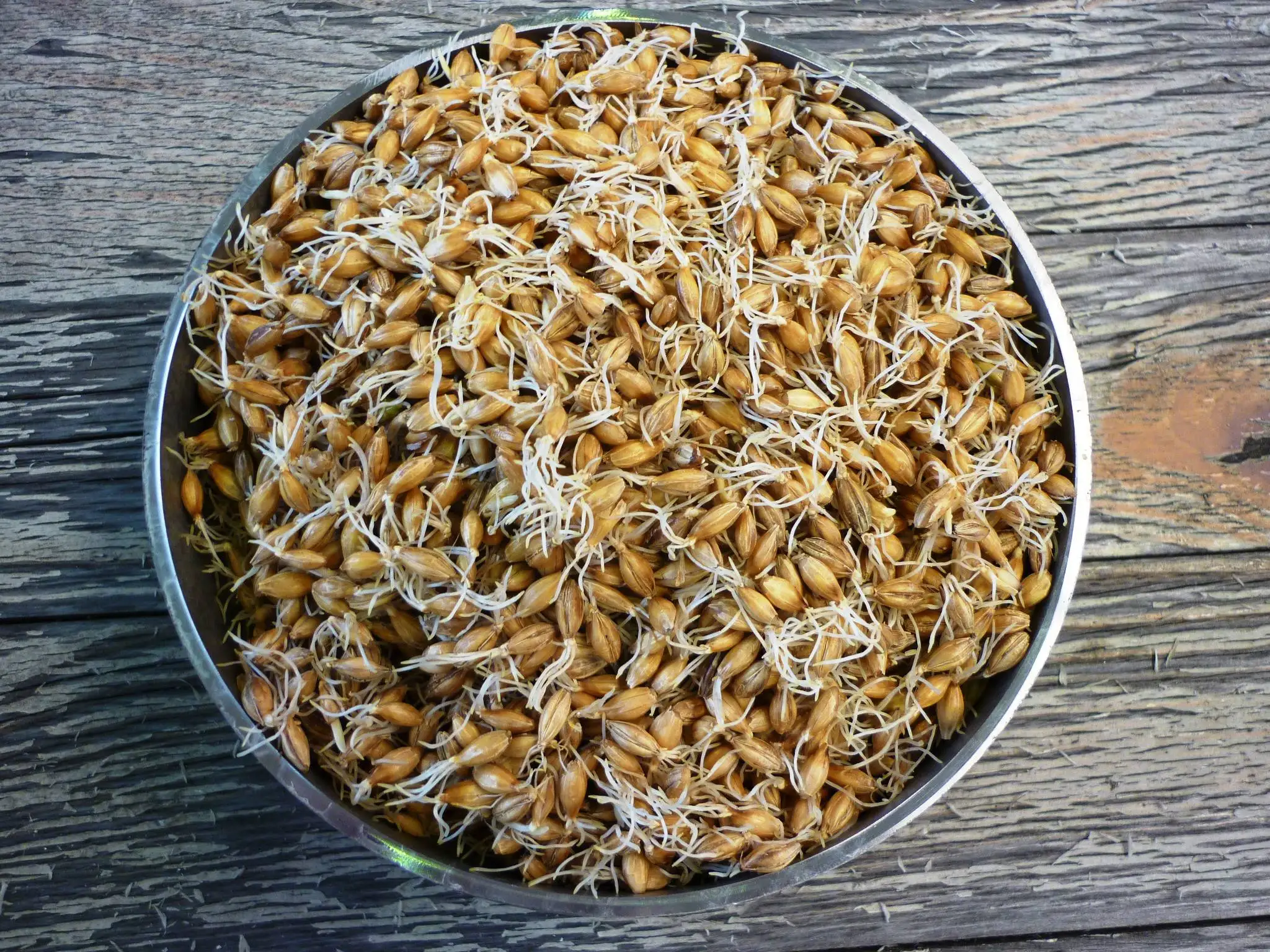 barley malt (1)
