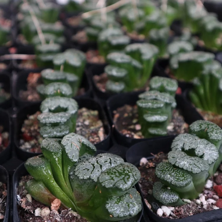 
wholesale plants sale natural succulents Haworthia 