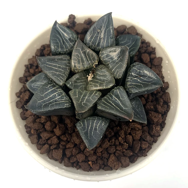 
for office Real natural plant mini succulent plants 
