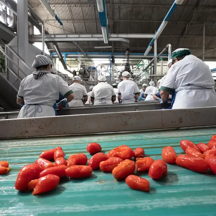 canned for tomato juice and packed in restaurant and supermarket tin whole peeled tomatoes