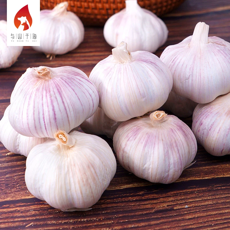 High Quality Health Food Garlic Wholesale Market Price Fresh Garlic