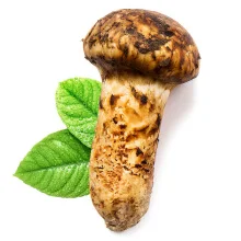 Оптовая продажа свежий гриб сосны matsutake Detan по