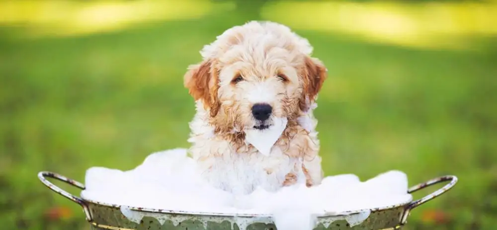 Private Label  Organic Dry Skin & Itch Relief Pet Shampoo Bar Natural Moisturizing Oatmeal Formula Dog Soap