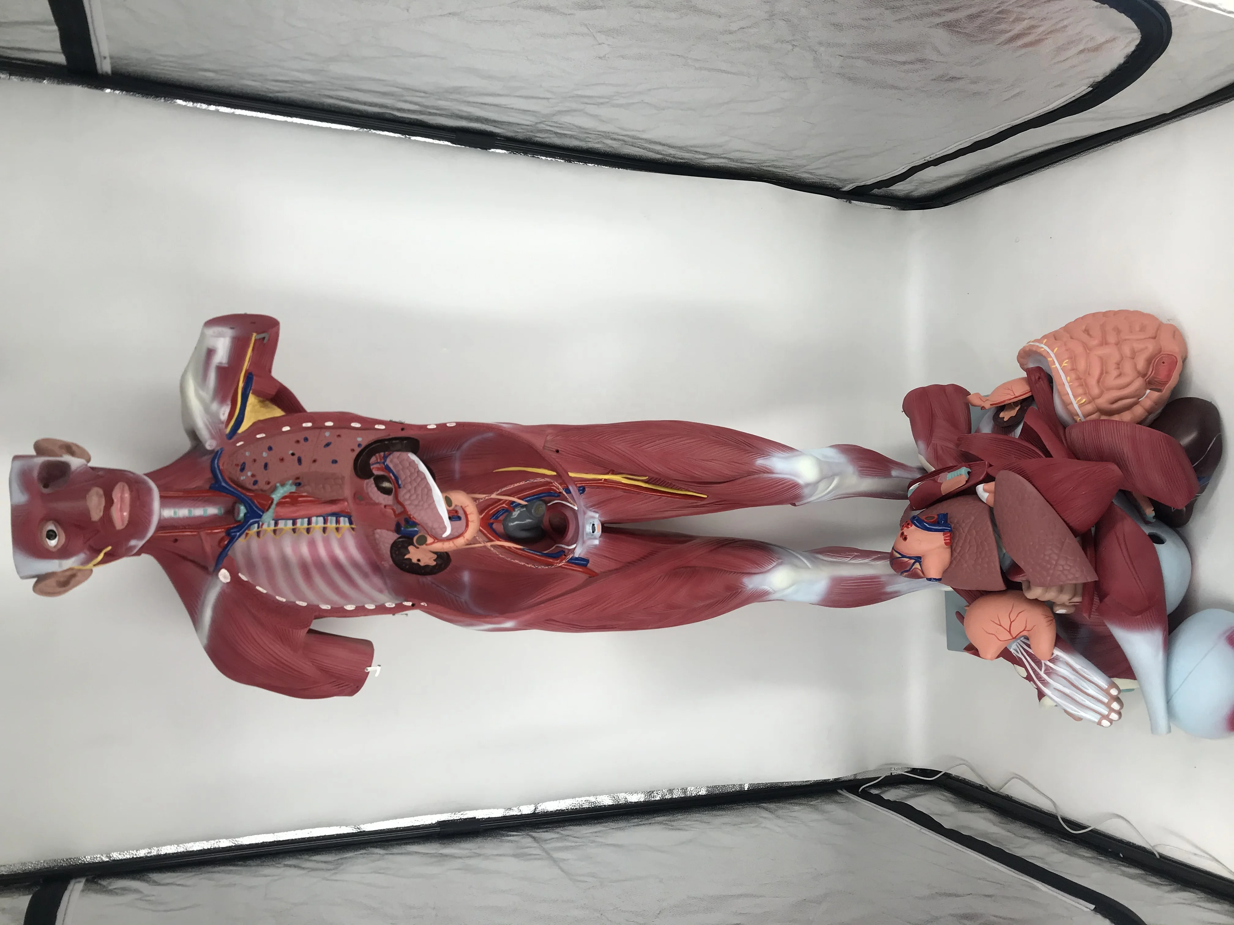 Teaching Model Anatomical Human Body 180cm  Muscle Dissection Anatomy Model With Internal Organs