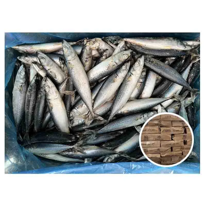 Seafrozen Mackerel BQF 8-12 Small Size Frozen Pacific Mackerel For Indonesia