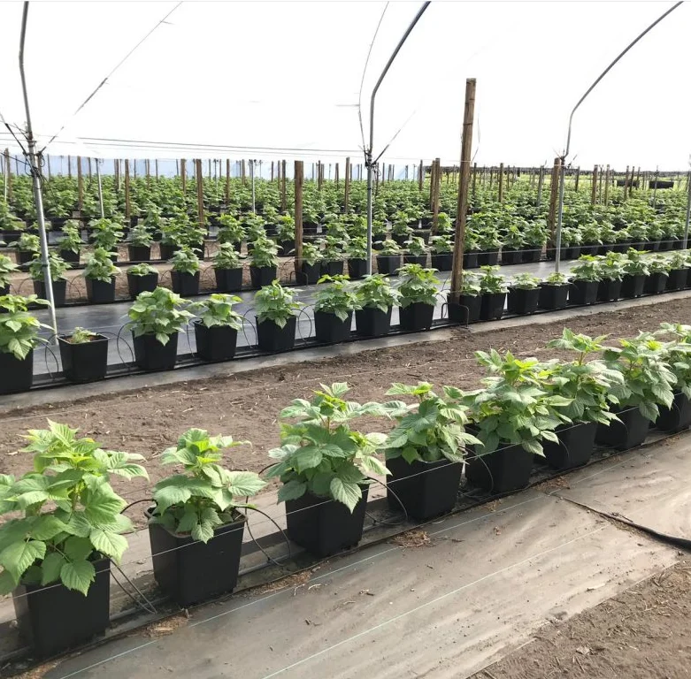 25L 30L 40L Substrate Blueberry Bucket Plastic Square Grow Pot For Plants