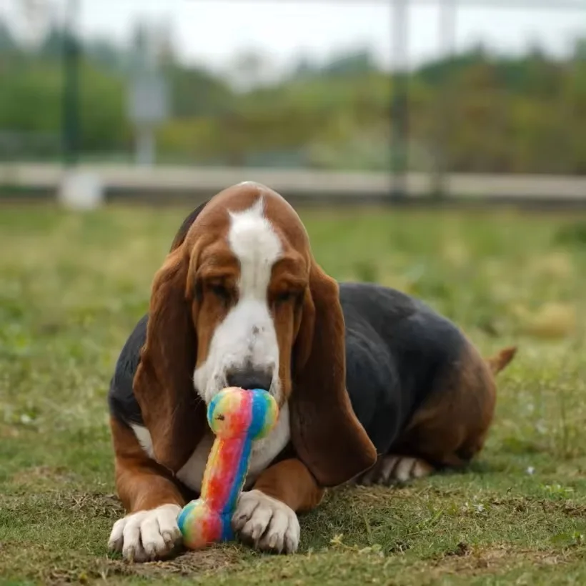 GIGWI Bone Shape Dog Teeth Cleaning TPR Dog Pet Toy Puppy Squeak Chew Bones Toys for dogs