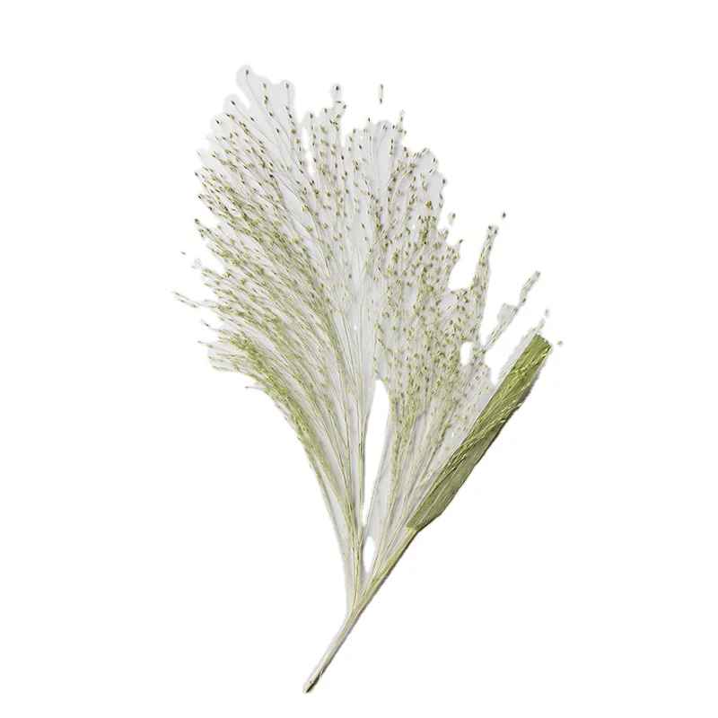 Real Multiple Colorful Pressed Flowers Fountain Grass Dried Pressed Leaf Flowers for Craft Resin Jewelry Making Art Craft DIY