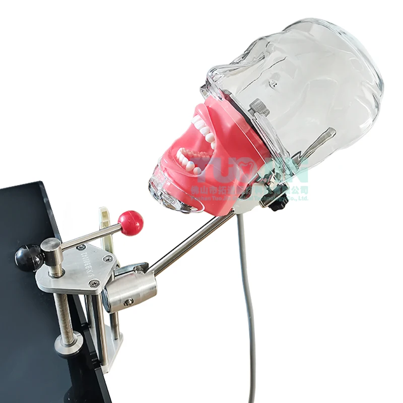 Dental Phantom Head with Teeth for Dentist Teaching Practice Training Dentist Model Manikin Head Model Dental Simulator