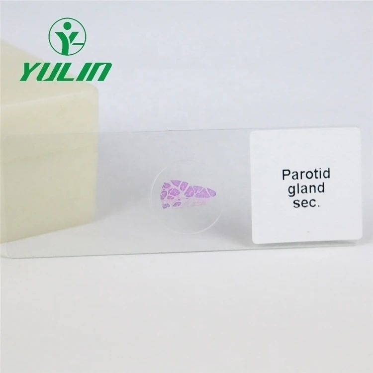 Factory Teaching Resources Educational Purpose Biology 100pcs Slices Human Histology Microscopy Specimen Preparation Slides