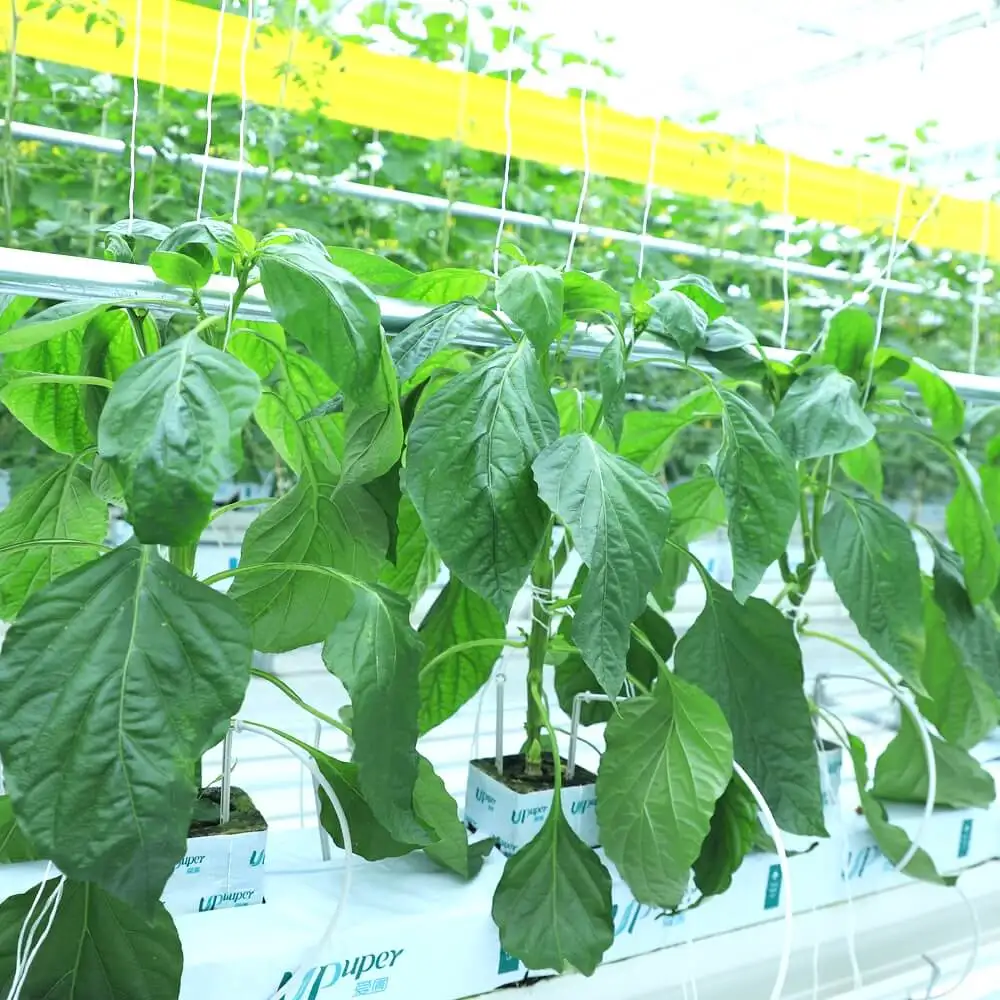 UPuper China manufacturer greenhouse cultivation cucumber 4 inches hydroponic grow rock wool