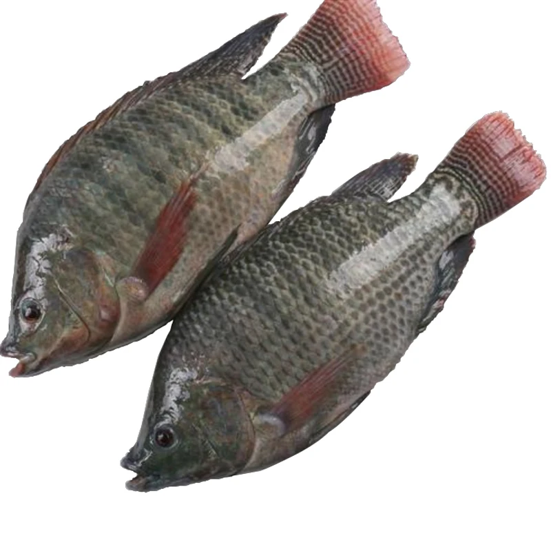 seafood wholesale top quality fresh frozen whole tilapia
