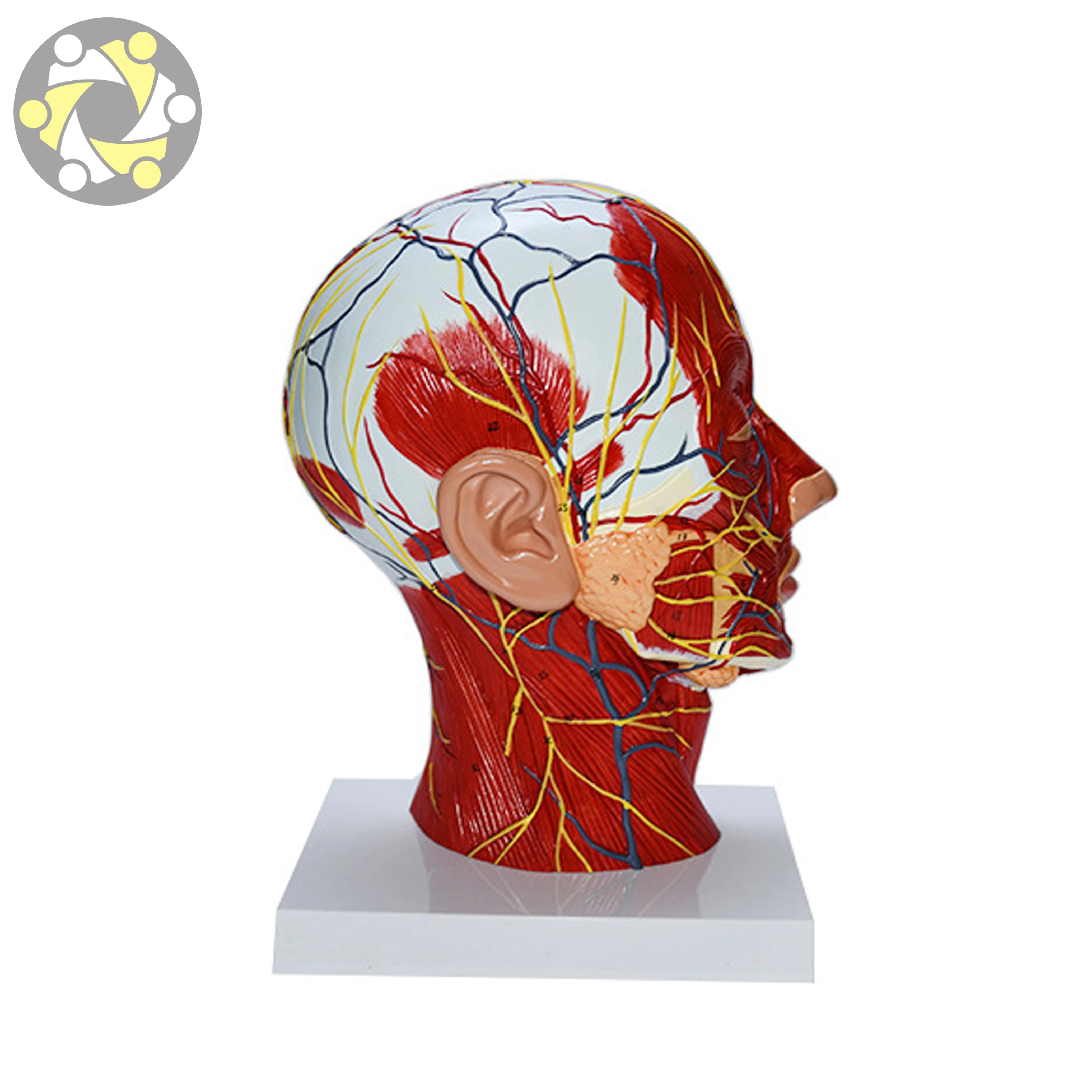Educational Lab Medical Science Teaching  Anatomical Model Of Head And Face With Blood Vessels