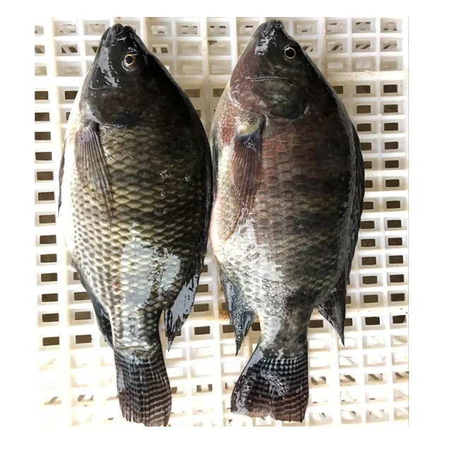 China Export Frozen Fish Frozen Black Tilapia