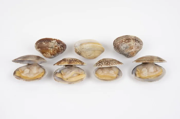 Manufacturers wholesale shellfish clam delicious little clams