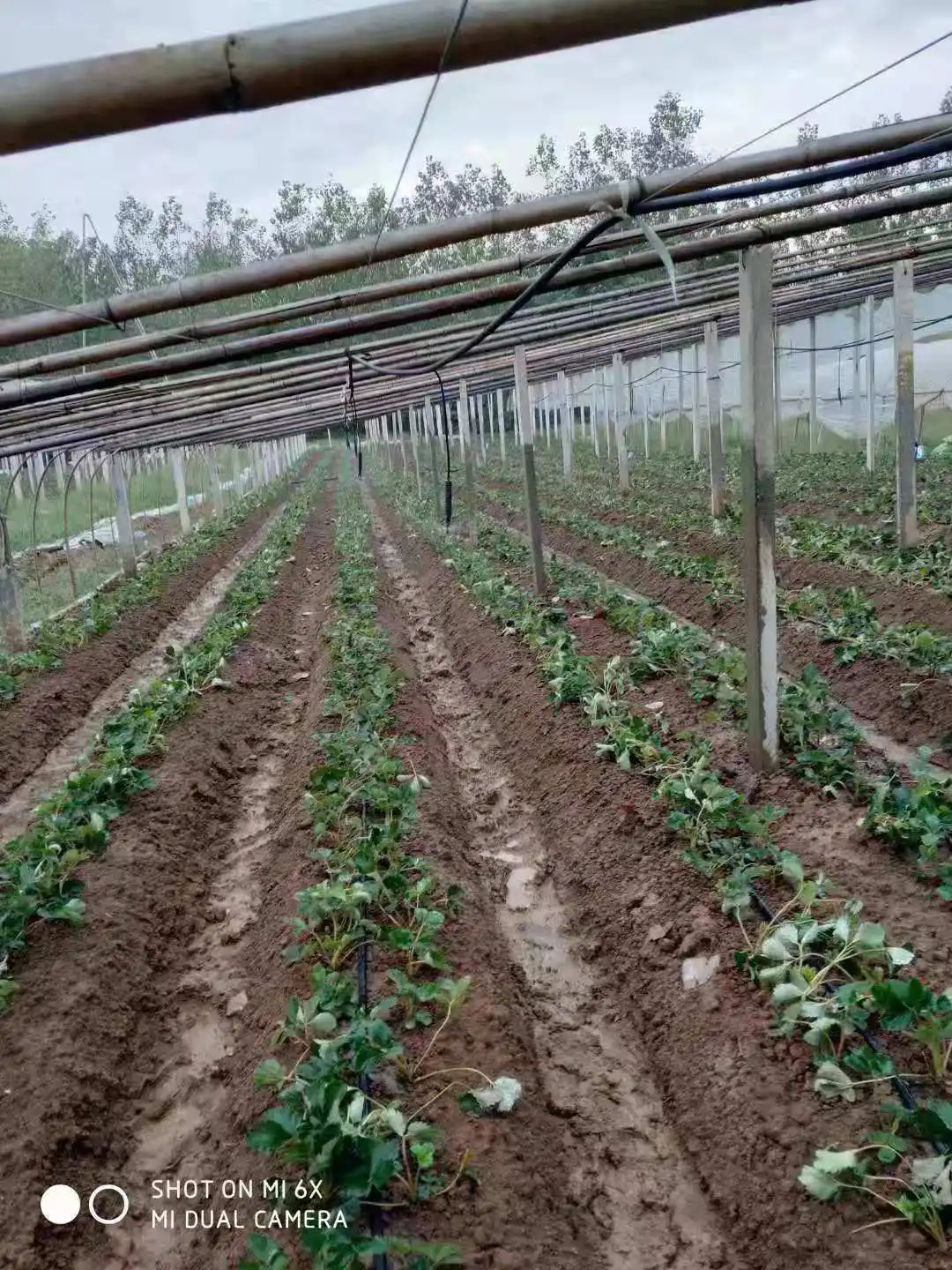 Various Good Quality  Agricultural Irrigation Pipe Price Cheap Agriculture Drip Irrigation Tape