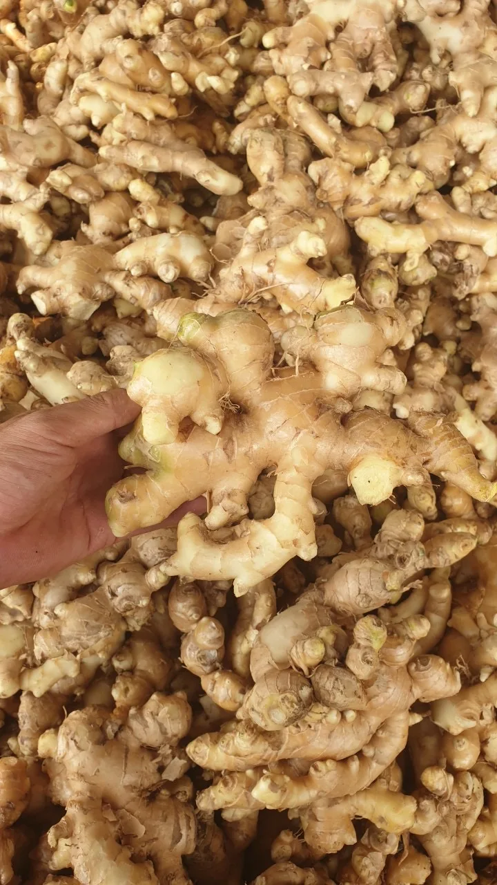 Old Ginger Cheap Price Low MOQ Hot Selling OEM ODM Service Custom Logo Package Light Yellow Fresh Vegetable