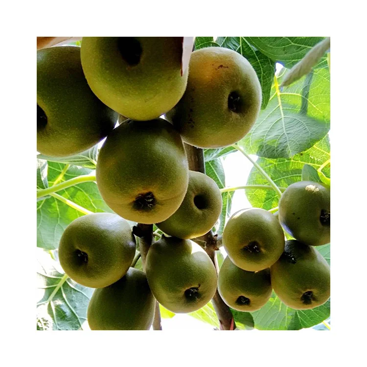 2021 wholesale gold Top Grade fresh kiwi fruit