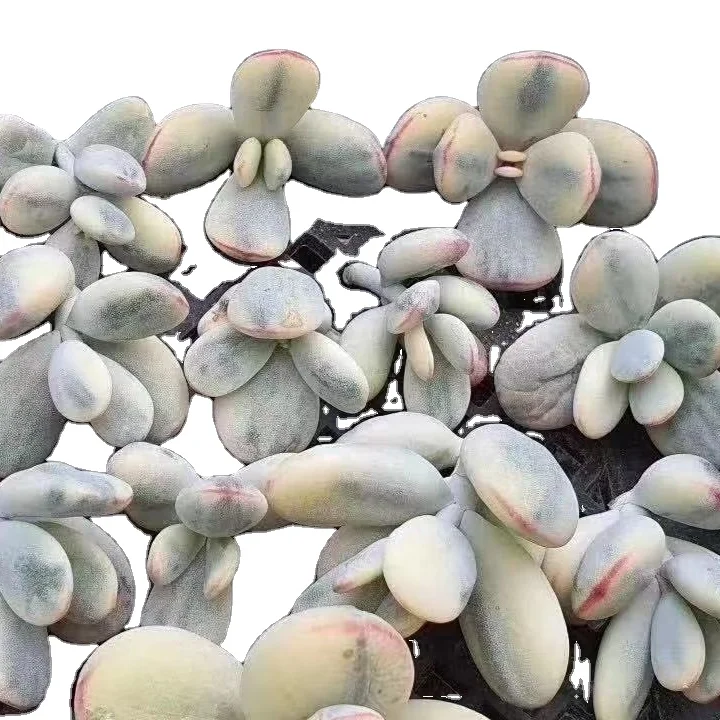 Artificial succulents plants lCotyledon orbiculata Variegate Ornamental Plant