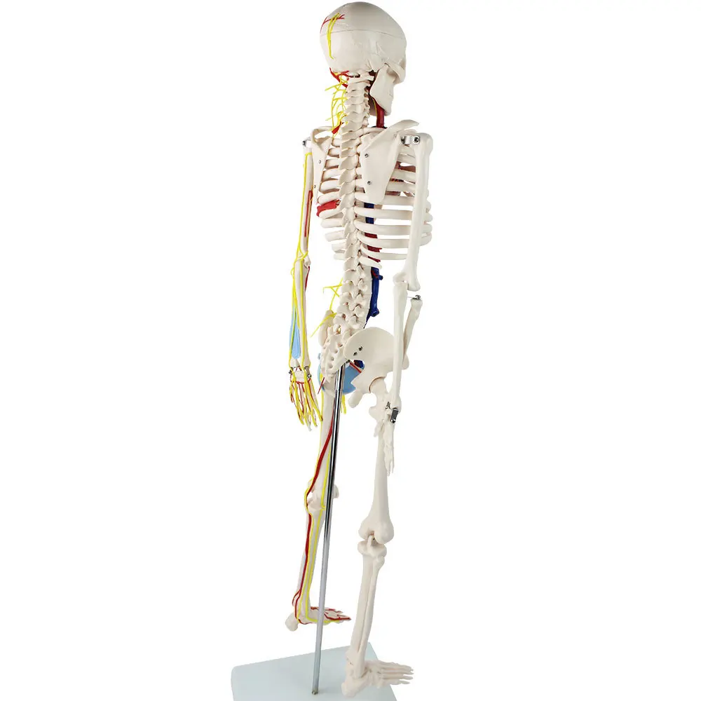 Medical School Teaching Resources Flexible PVC Simulated 85cm Human Skeletal Anatomy Model With Heart Spine Nerves Blood Vessels