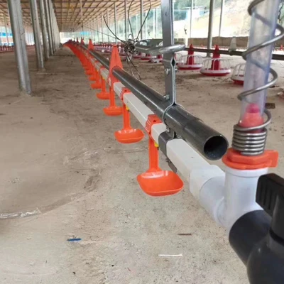 poultry feeding system feeder and drinker for chicken