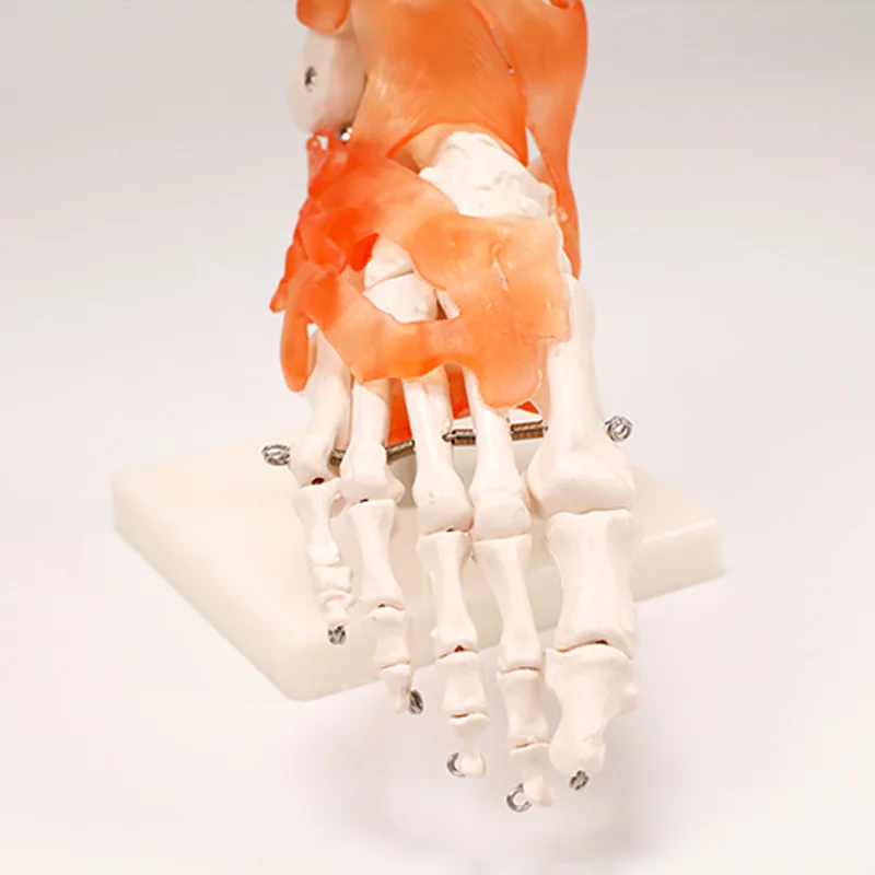 BIX-A1028 High quality medical anatomical foot joint model with ligament Life-size Human Foot Joint Model with ligaments