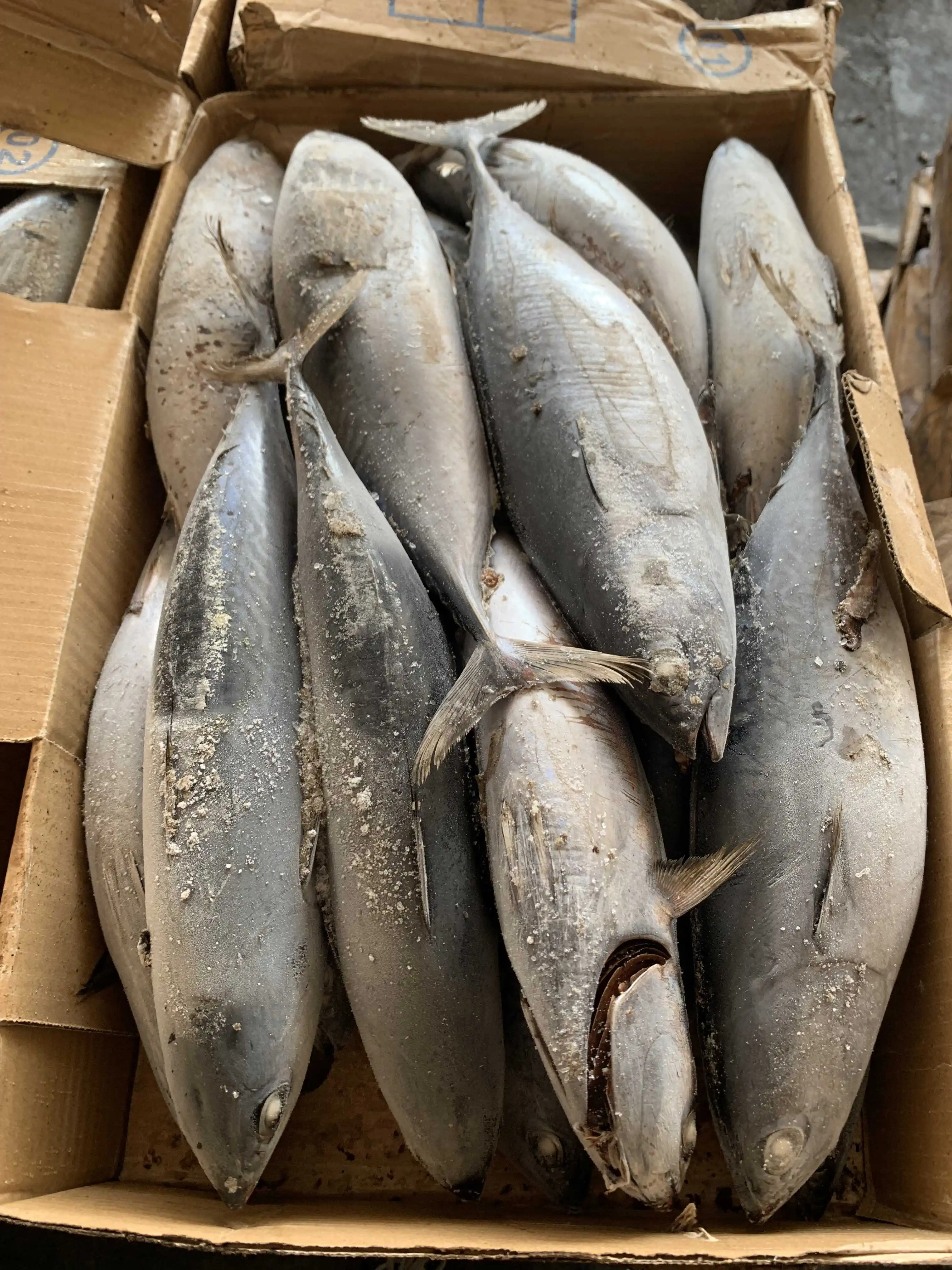 Заводская поставка, хорошее качество, Бонито, тунец для японского рынка