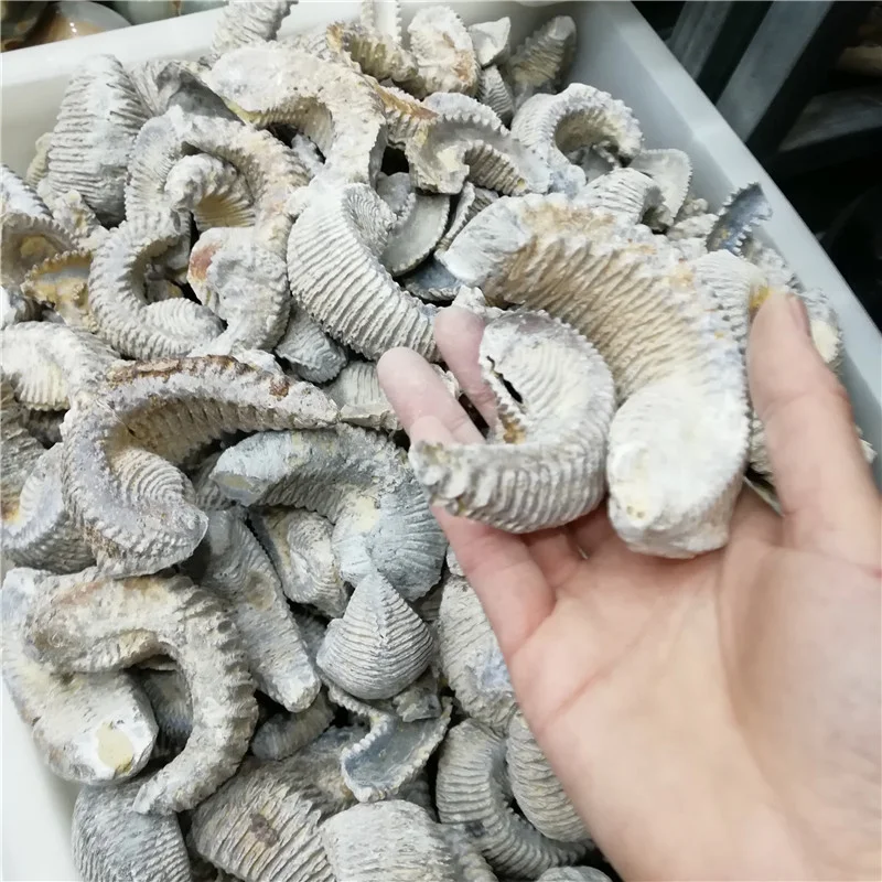 Оптовая продажа, натуральный полированный нефритовый узор, аммонит, ископаемый мадагаскарский