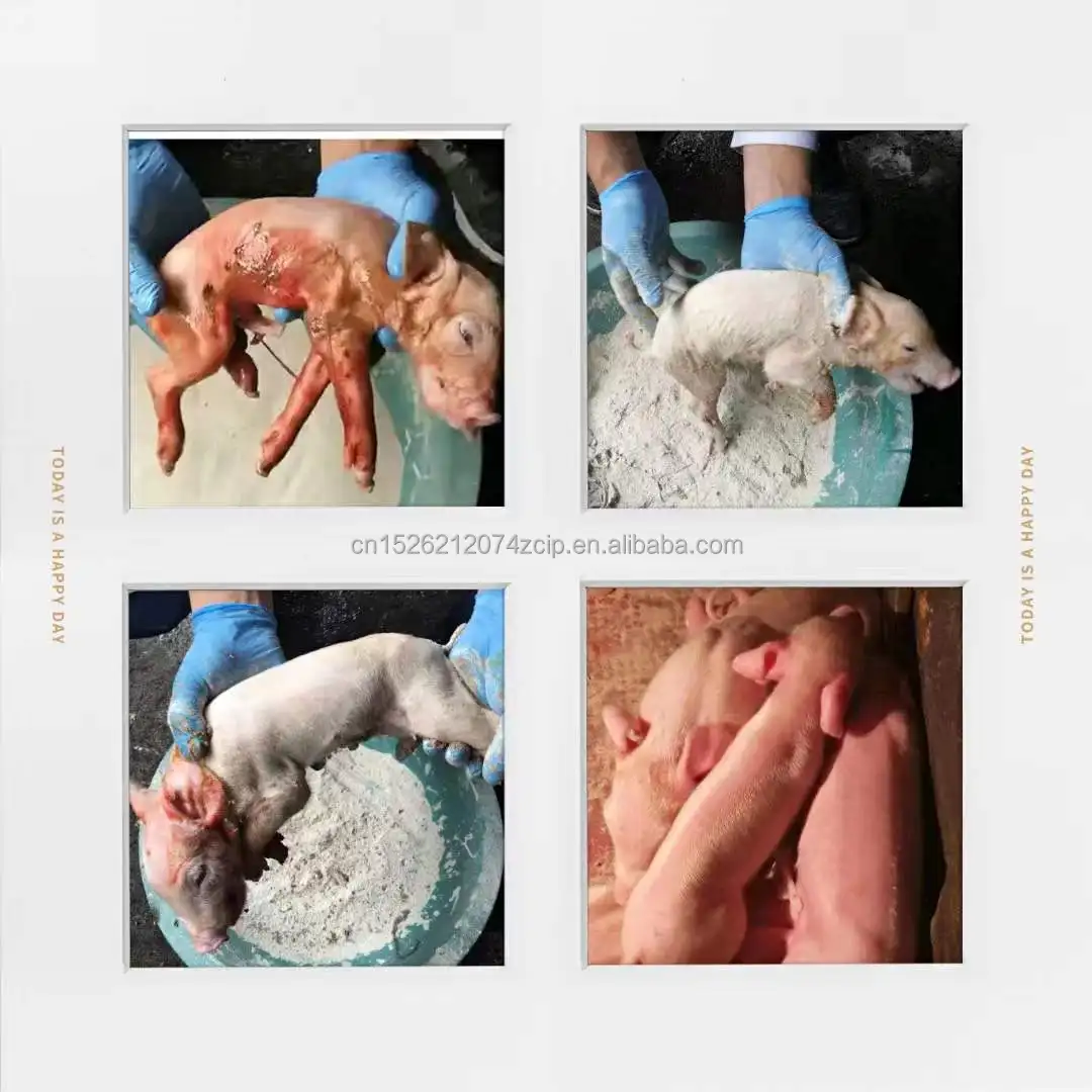 Environmental Improver Shuramy to Adsorb Water and Ammonia Gas in Animal House