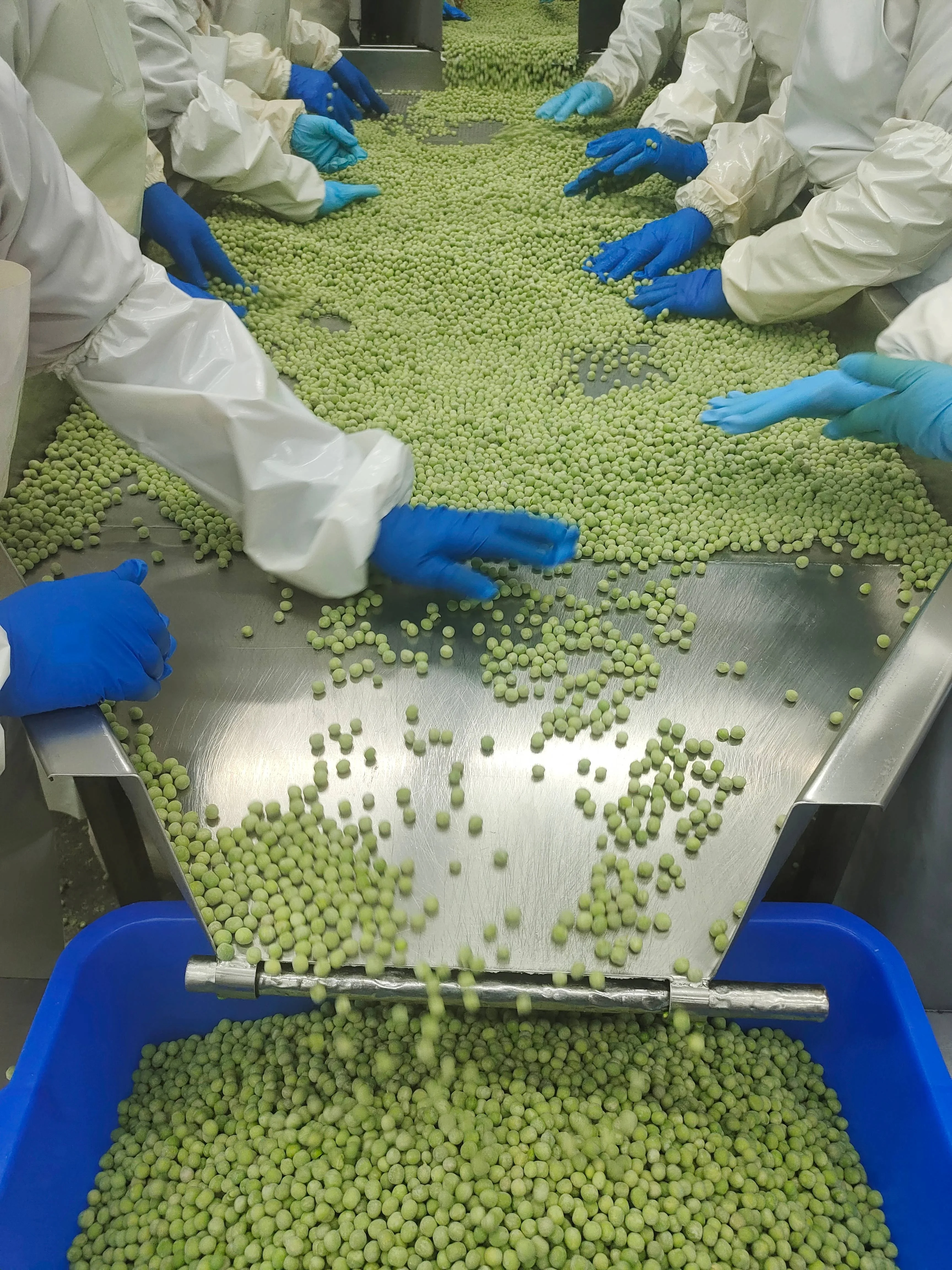Китай HACCP BRC IQF замороженный зеленый горошек