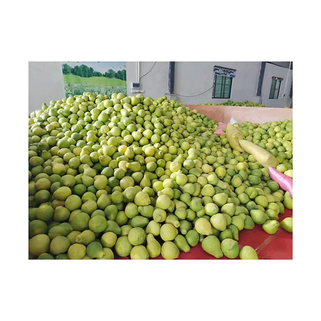 2024 Honey Pomelo Grapefruit Hot Sale Fresh Pomelo