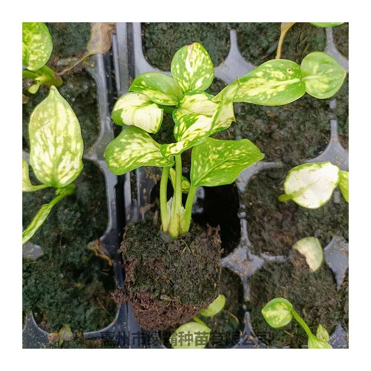 Popular Chinese Evergreen plant white Aglaonema  artificial plant bonsai
