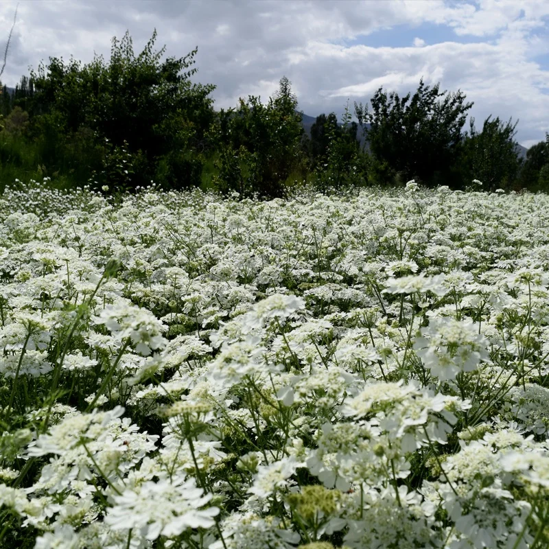 
Hot sale suitable seed flower potted Lace Flower white flower seeds 