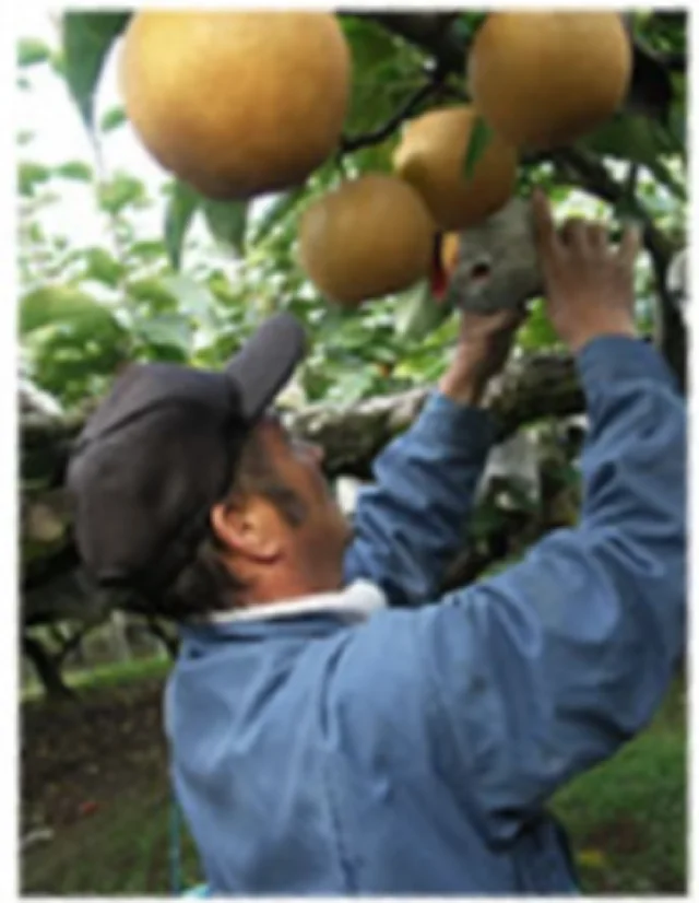 RIEN sparkring японская свежая груша ликер