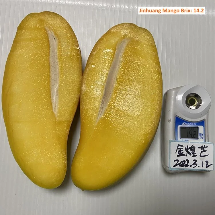 Hot Sale Big Sweet Mango High Quality Fresh Fruits Yummy Mango