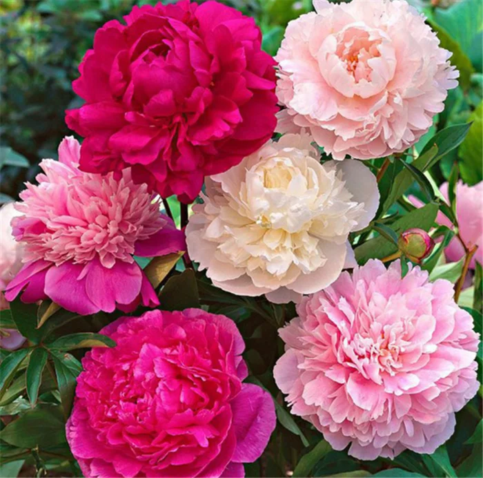  Китайские лампы высокого прорастания Shao yao Paeonia лактиflora для продажи