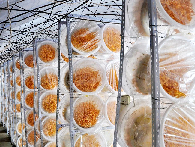 Buy Cordycepin Health Care Supplement Herbal Extract Organic Cordyceps Militaris Extract Powder Capsules